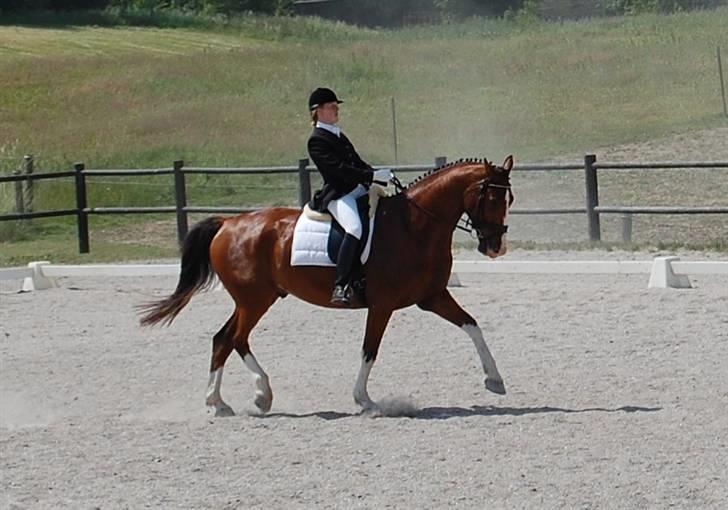 Dansk Varmblod Sylvester Stallone- SOLGT - Hvalsø d. 7 juni 08 - MB1 billede 8