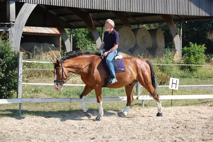 Dansk Varmblod Sylvester Stallone- SOLGT - Sylle bliver skridtet af af far Knud billede 9