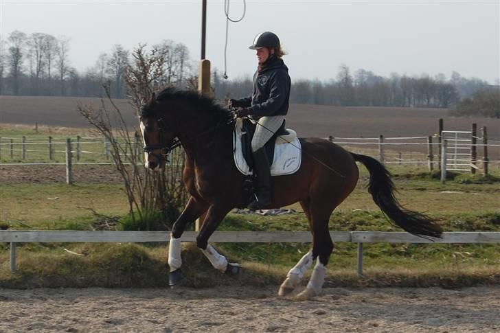 Dansk Varmblod Sødals Santiago  - April 2009 billede 12