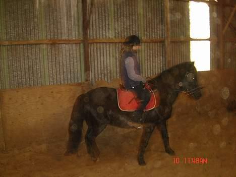 Anden særlig race Django<3 gammel pony ;/  - ikke så godt.. :/ men man kan se ham <´33 billede 7