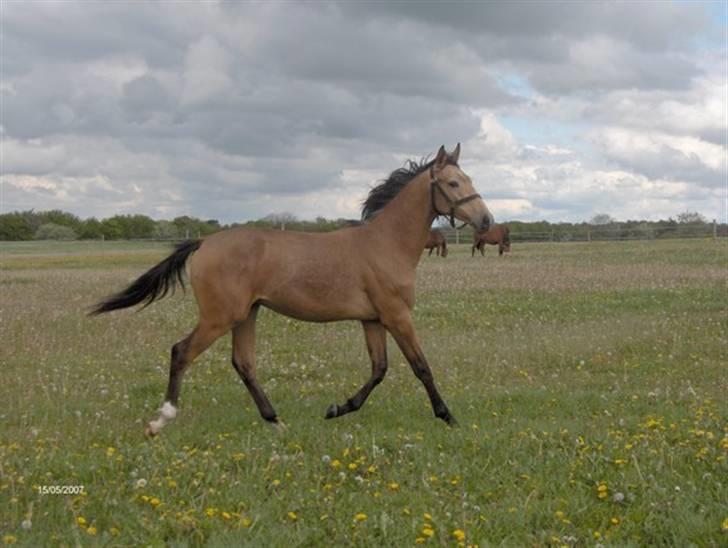 Palomino Charming Magic-X - 1 august 2007 sikken en flot fyr han er ved at blive til billede 6