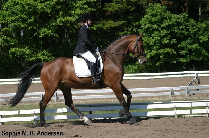 Dansk Varmblod Andigo - morsø 07´ <3 opaffgående galop kan man vidst godt sige :D billede 8