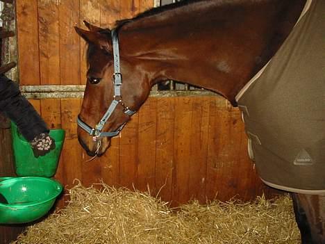 Dansk Varmblod Andigo - mad? .. billede 9