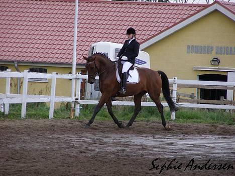 Dansk Varmblod Andigo billede 10