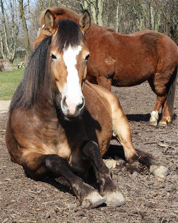 Anden særlig race Wariant<3 My Pride! Himmelhest - 11 * Foto: Katja . 12.04.2010 Wariant nyder forårsvejret ;) billede 8