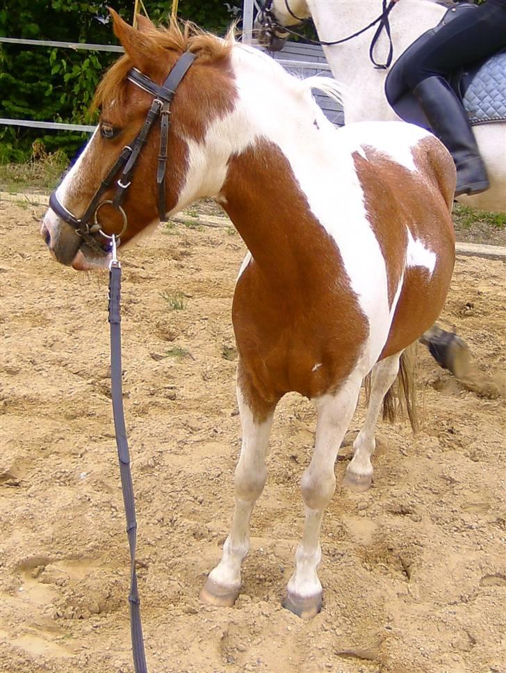 Anden særlig race HØVDING<3 solgt - rikke og høvding tager li en gang dressur ! billede 3