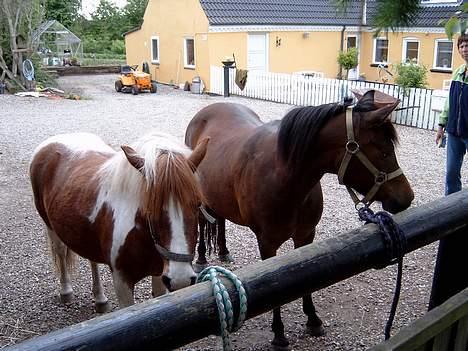 Anden særlig race HØVDING<3 solgt - høvding og bella skal ud og ride lidt ! billede 5