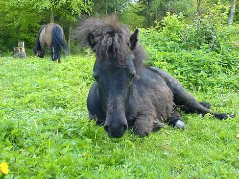 Shetlænder Flicka  billede 1