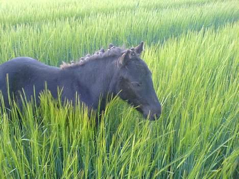 Shetlænder Flicka  billede 2