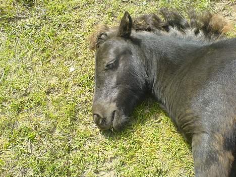 Shetlænder Flicka  - Hun skulle lige sove før vi red videre. Jeg var lige kommet hjem for at holde pause.. hehe billede 3