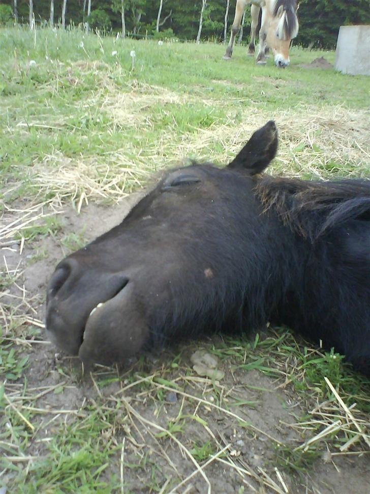 Shetlænder Flicka  - Og her er hun så som jeg stod..  billede 4