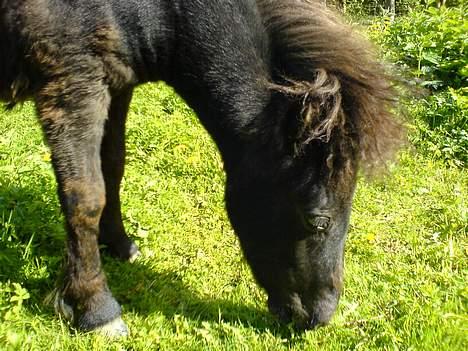 Shetlænder Flicka  billede 5