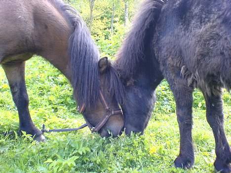 Shetlænder Flicka  billede 6