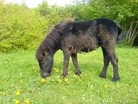 Shetlænder Flicka  billede 7