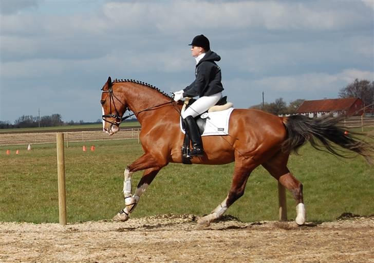 Dansk Varmblod Sylvester Stallone- SOLGT - Faxe d. 6 april 08 billede 10