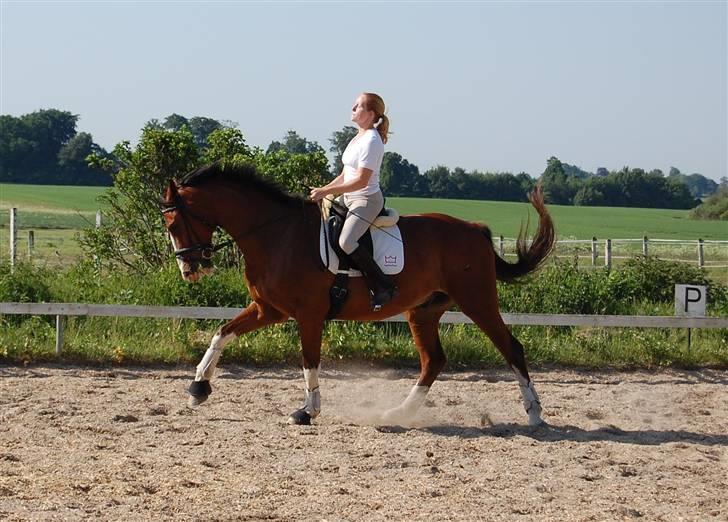 Dansk Varmblod Sylvester Stallone- SOLGT - sidetraversade i galop billede 11