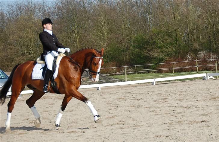 Dansk Varmblod Sylvester Stallone- SOLGT - øgning - VER billede 12