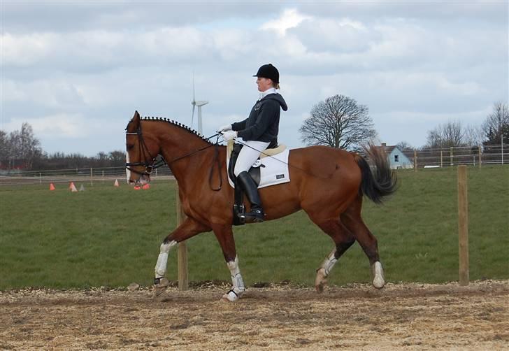 Dansk Varmblod Sylvester Stallone- SOLGT - Faxe d. 6 april 08 billede 13