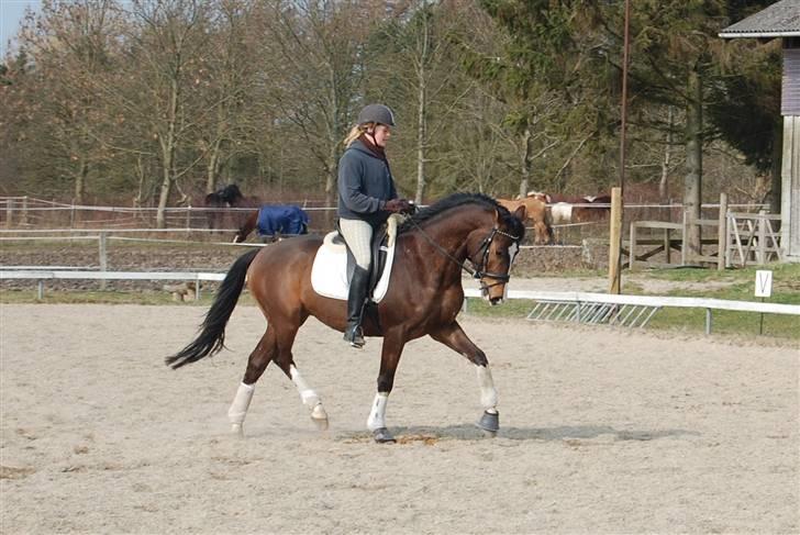 Dansk Varmblod Sødals Santiago  - sandy april 09 billede 13