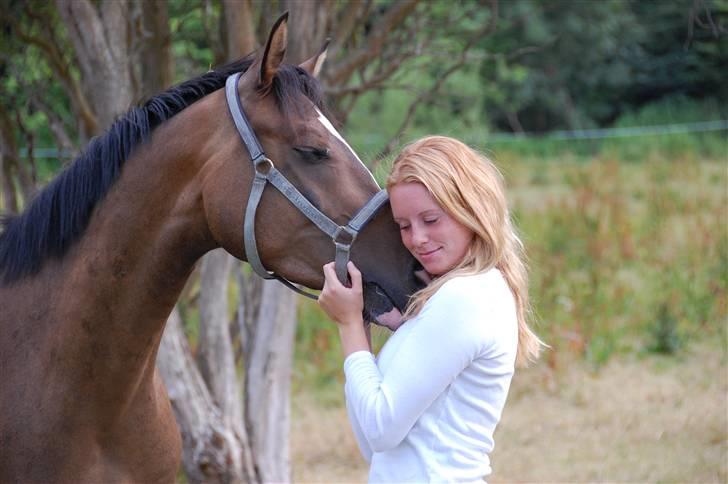 Dansk Varmblod Sødals Santiago  - Elsker min hest billede 14