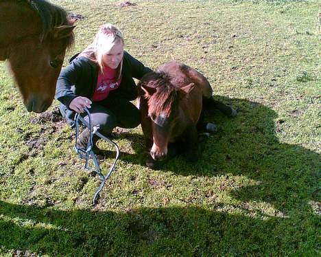 New Forest Annerups Persille - mig og min dejlige pony.. billede 6