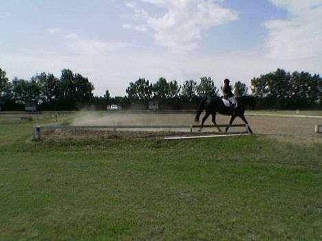 Anden særlig race Pelle billede 2