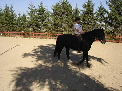 Anden særlig race Pelle billede 3