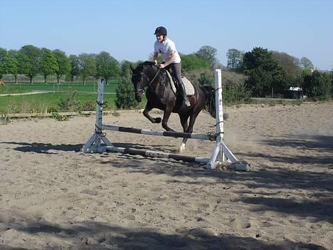 Anden særlig race Pelle billede 4