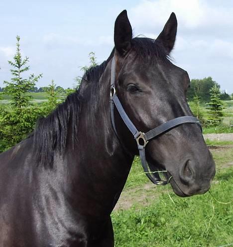 Oldenborg Lucius Bedsted solgt - Hej jeg hedder Lucius og jeg står lige og æder billede 1