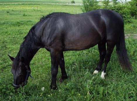 Oldenborg Lucius Bedsted solgt - Jeg elsker græs... billede 2