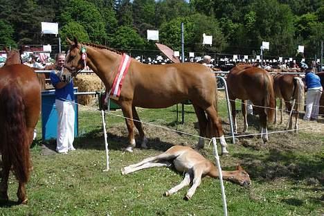 Frederiksborg Lone  (kaldet Malu) - Silkeborg 2006 billede 14