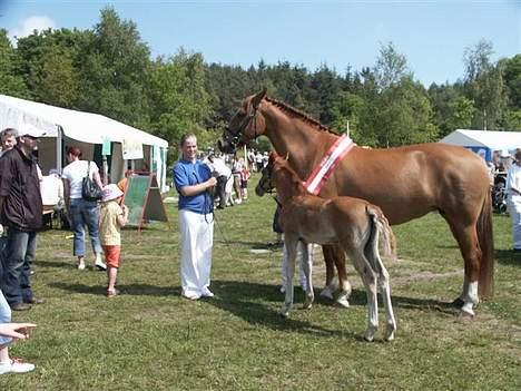 Frederiksborg Lone  (kaldet Malu) - Silkeborg 2006 billede 15