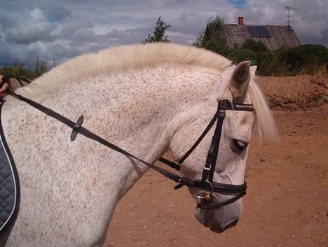 New Forest Elmely's Tarzan - Elmely Tarzan, du vil altid være i mit hjerte (L) *R.I.P* billede 2