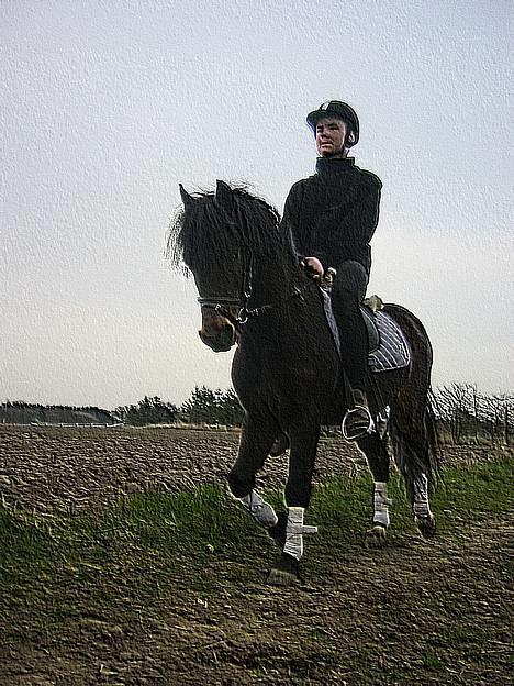 Dartmoor Max Solgt billede 20