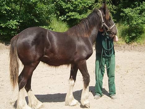 Shire Egon   *SOLGT*  billede 3