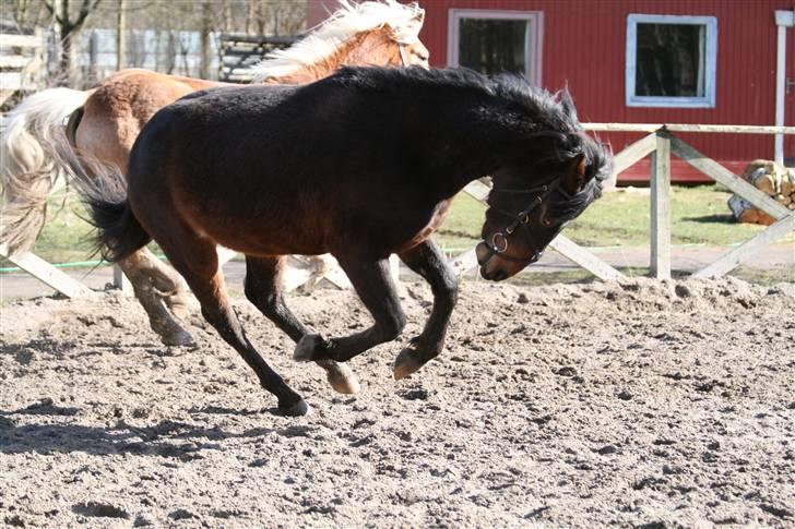 Anden særlig race Chikila - Hahaha omg, jeg elsker det her billede :D Marts 08, foto: mig. billede 5