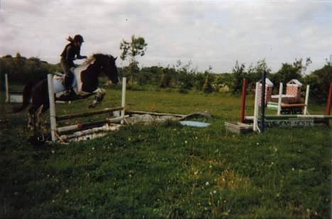 Pinto Indy (Thor)..-Solgt- - Vandgrav hjemme hos mig selv..  billede 9