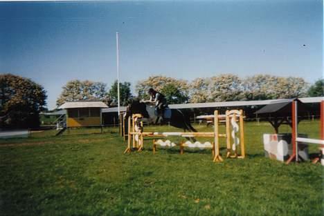 Pinto Indy (Thor)..-Solgt- - Spring i Nordvestsjællands rideklub.... billede 13