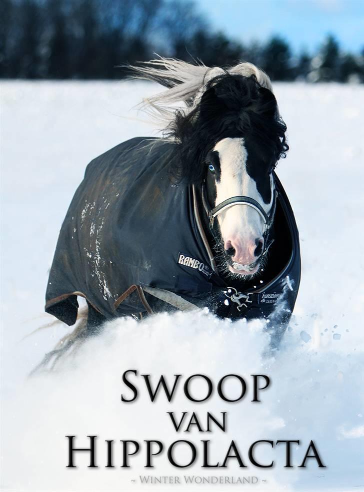 Irish Cob Swoop Van Hippolacta - # 1 - Swoop van Hippolacta - December ´09 - Winter Wonderland. Glædelig jul! billede 3