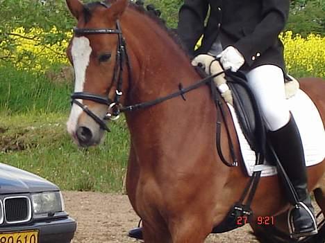 Anden særlig race Tovdal's Baily *SOLGT* billede 1