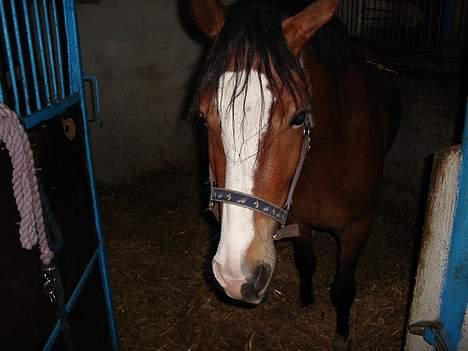 Anden særlig race Tovdal's Baily *SOLGT* billede 5