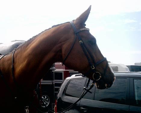 Dansk Varmblod NAPOLI - Napoli til Fynsmesterskab for Junior og Young Rider d. 25. juni. billede 1