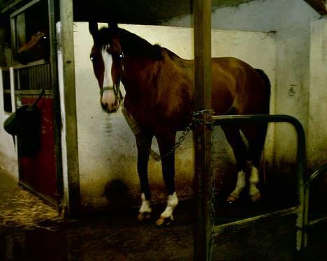 Dansk Varmblod NAPOLI - Napoli i vanderen på Fyr :) Han keder sig og vil gerne have jeg tager ham ud :) Han har lige smidt en sko, så nåede kun at træne i en halv springtime :( Men var god så længe det varede :)  billede 4