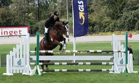 Dansk Varmblod NAPOLI - Igen FM for hold 2004 billede 5