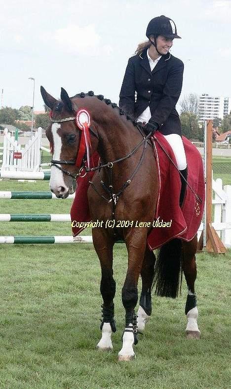 Dansk Varmblod NAPOLI - Igen, de vandt :) billede 6