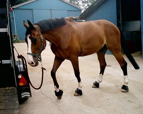 Dansk Varmblod NAPOLI - Dejlige Napoli ved traileren på FYENS i dag. (27/6) Han kunne altså ikke stå stille :/ billede 8