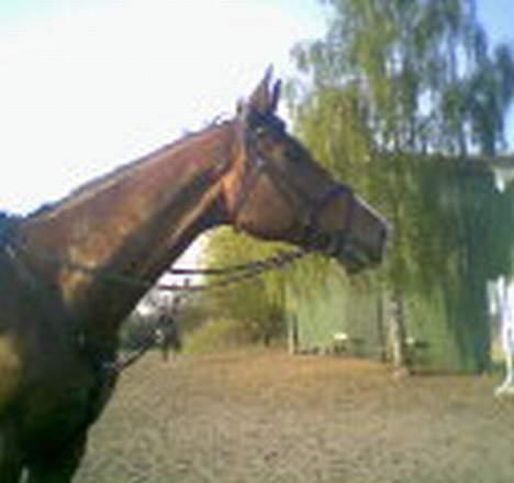 Dansk Varmblod NAPOLI - Napolis smukke hoved :) Ligner godt nok lidt en giraf her, meen, smuk er han altså : billede 9