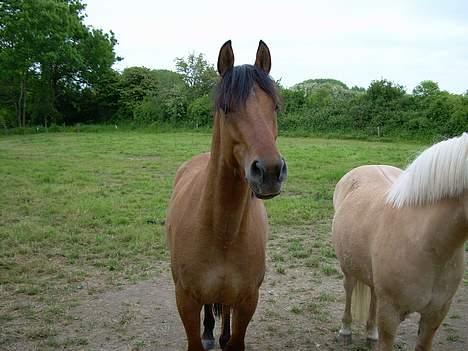 Anden særlig race Stjerne  - sker der noget ? billede 14