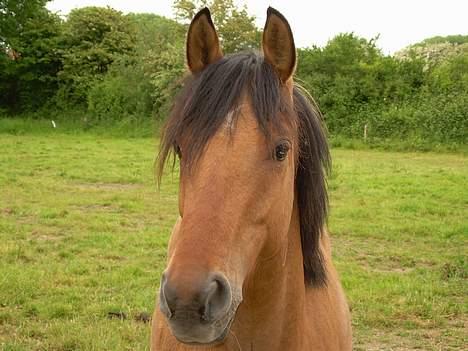 Anden særlig race Stjerne  - Uff se lige hans blik. Det siger da at han er fuld af kærlighed <33 billede 15