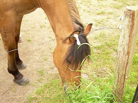 Anden særlig race Stjerne  billede 16